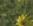 Vie V�g�tale : Tournesol