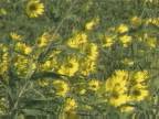Vie V�g�tale : Tournesol