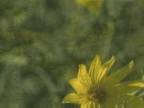 Vie V�g�tale : Tournesol
