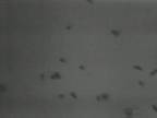 Bees : In Flight