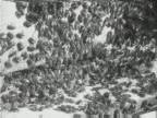 Abeilles : Abeille M�sopotamiene