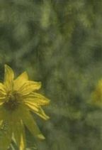 Vie V�g�tale : Tournesol