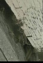 Abeilles : Abeille M�sopotamiene