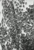 Abeilles : Abeille M�sopotamiene