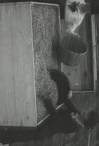 Bees : Sealed Swarms
