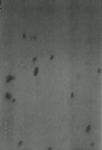 Fragments d'�toiles : Nuit Cotonneuse