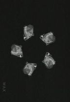 T�l� d'Abeilles : Corps Mort