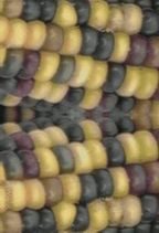 Plant Life : Corn Talks
