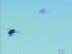 Bees : In Flight