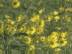 Vie V�g�tale : Tournesol