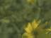 Vie V�g�tale : Tournesol