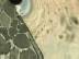 T�l� d'Abeilles : Tube