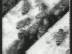 T�l� d'Abeilles : A Bout de Bras