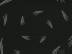 T�l� d'Abeilles : Corps Mort